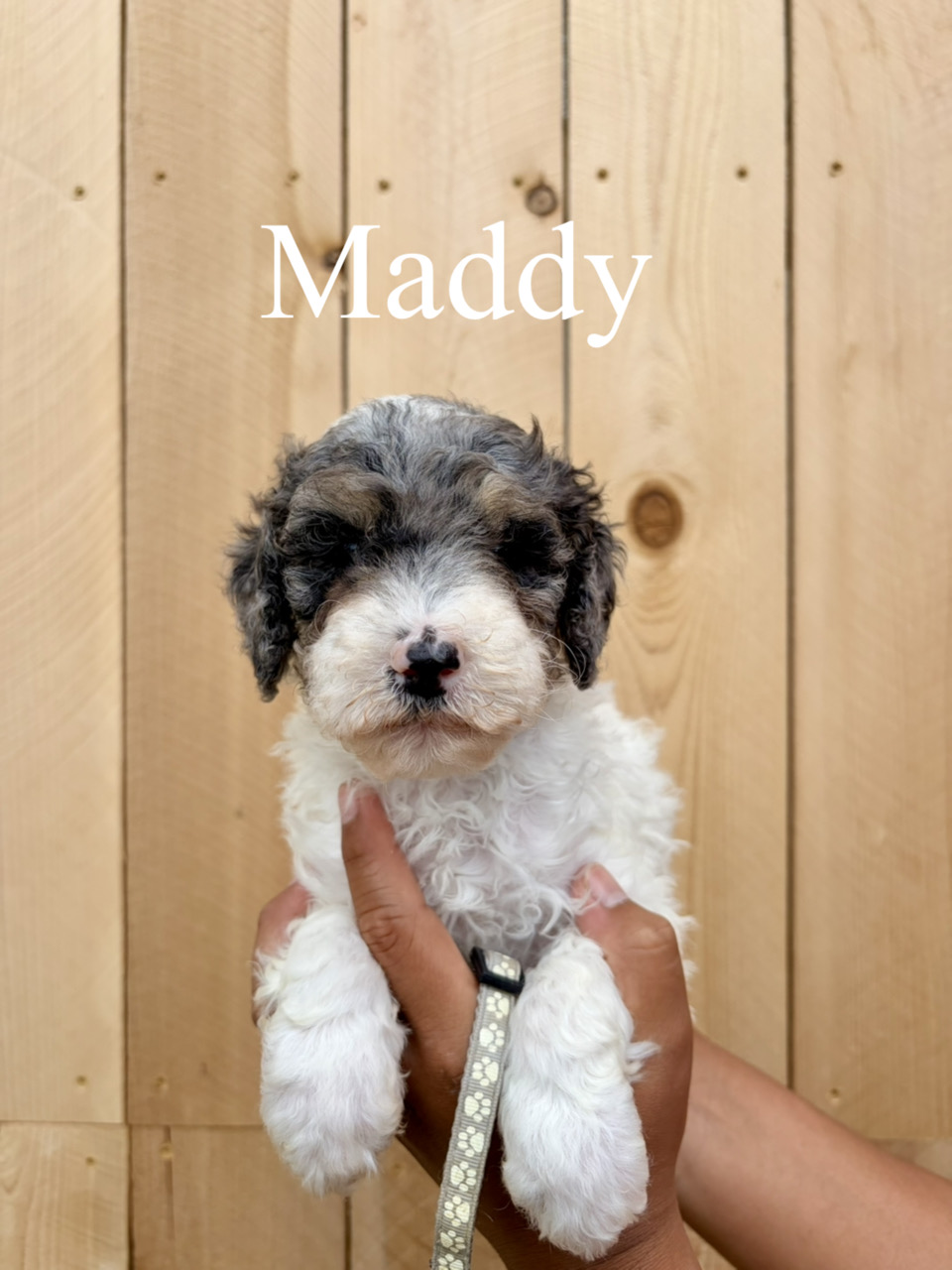 Maddy (grey collar) 1